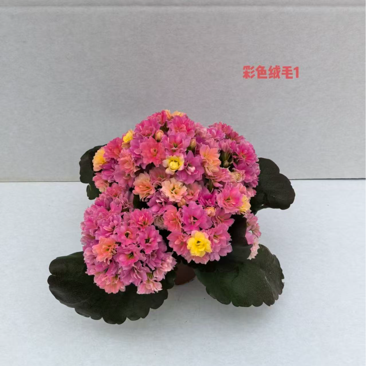 《彩虹绒毛》重瓣长寿花小苗 原盆原土花苞发货 年宵花