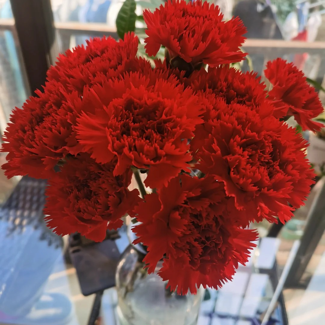 【红色康乃馨】经典红色花期久颜值高 冬天家居鲜花