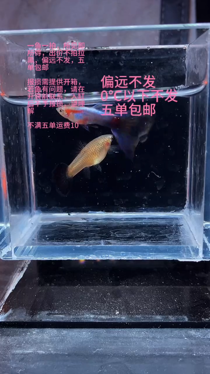 孔雀鱼孔雀鱼 07