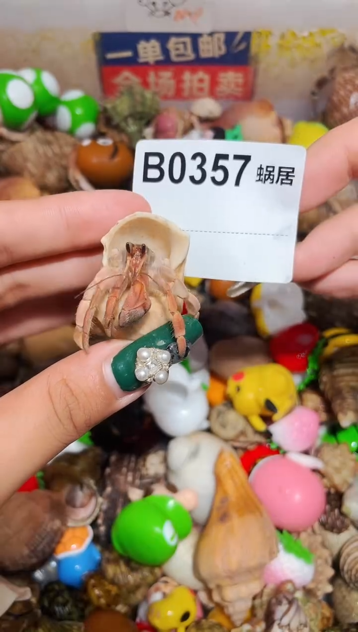 陌派甄选寄居蟹0357