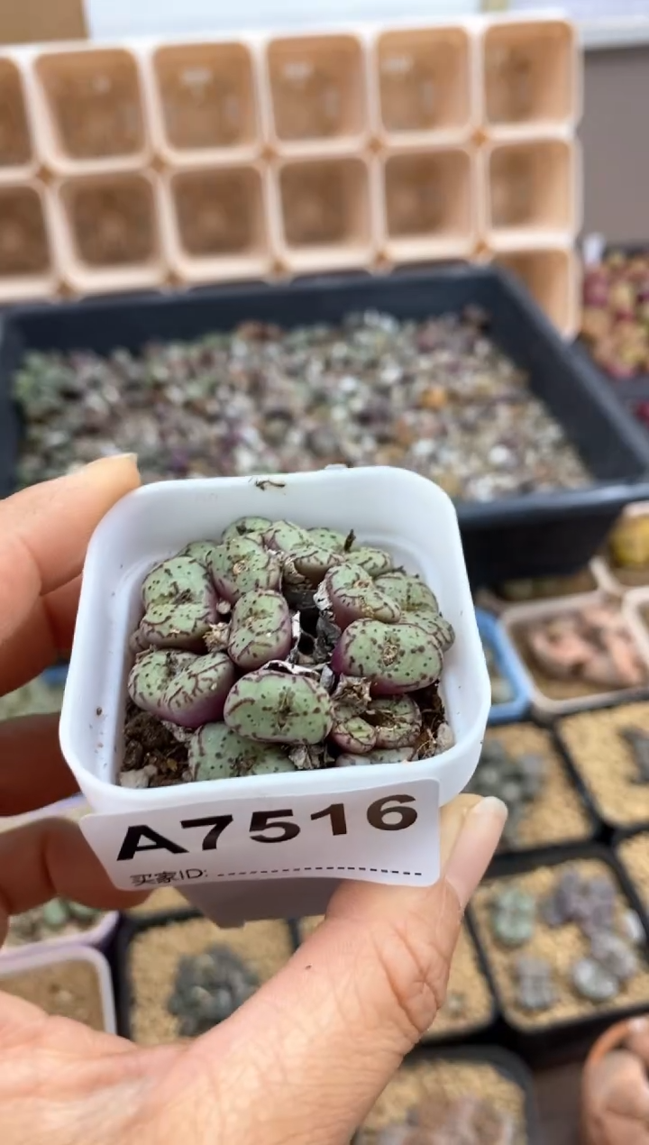 【闪购商品】7516直播间一物一拍链接