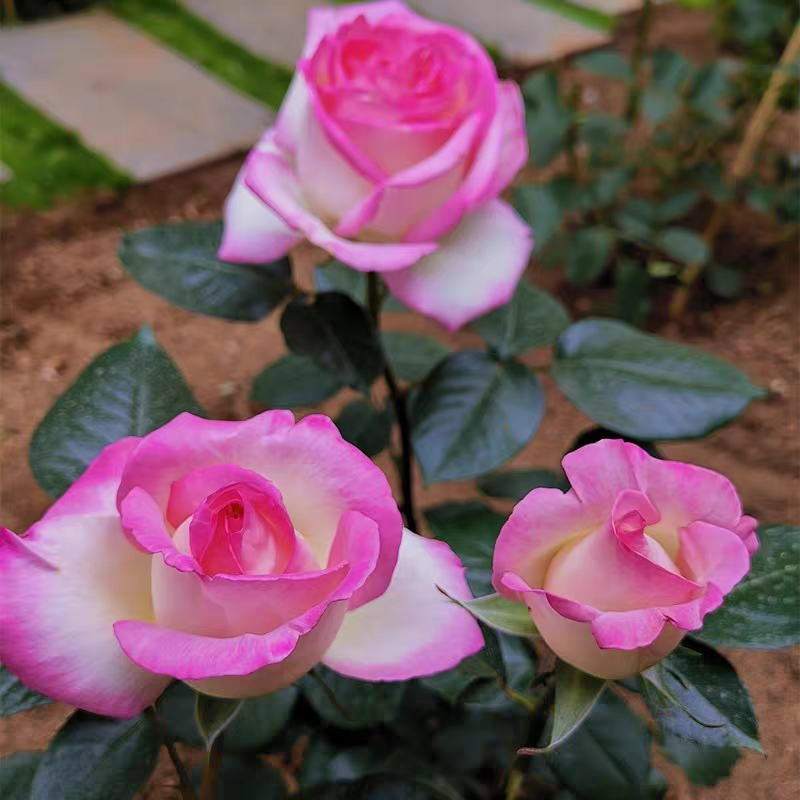 （摩纳哥公主棒棒糖）浓香大花树桩树状月季花庭院地栽四季开花