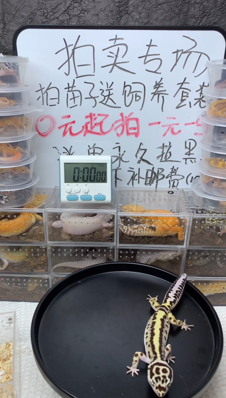 豹纹守宫大马路土匪成体母
