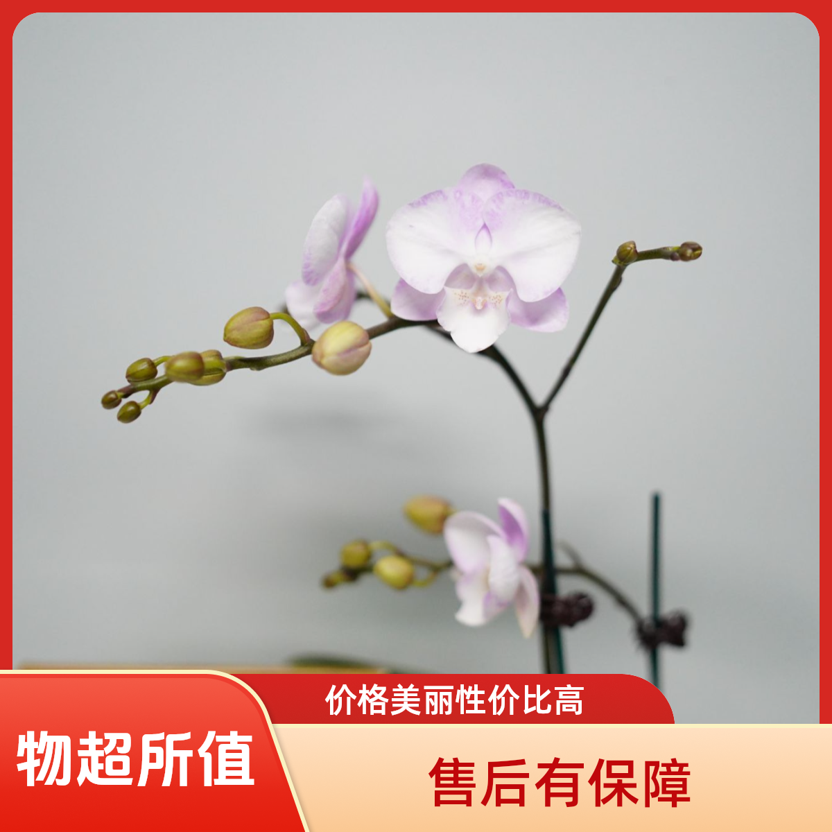 朝暮里蝴蝶兰【神仙妹妹】带花带花苞开花珠发货