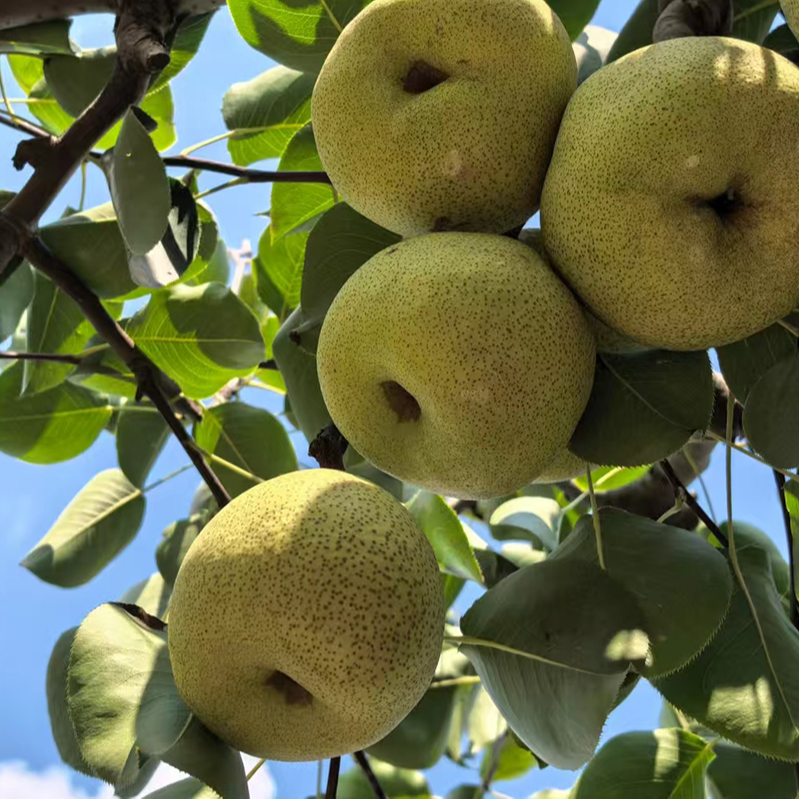 正宗砀山酥梨脆甜多汁当季热卖3/5斤装