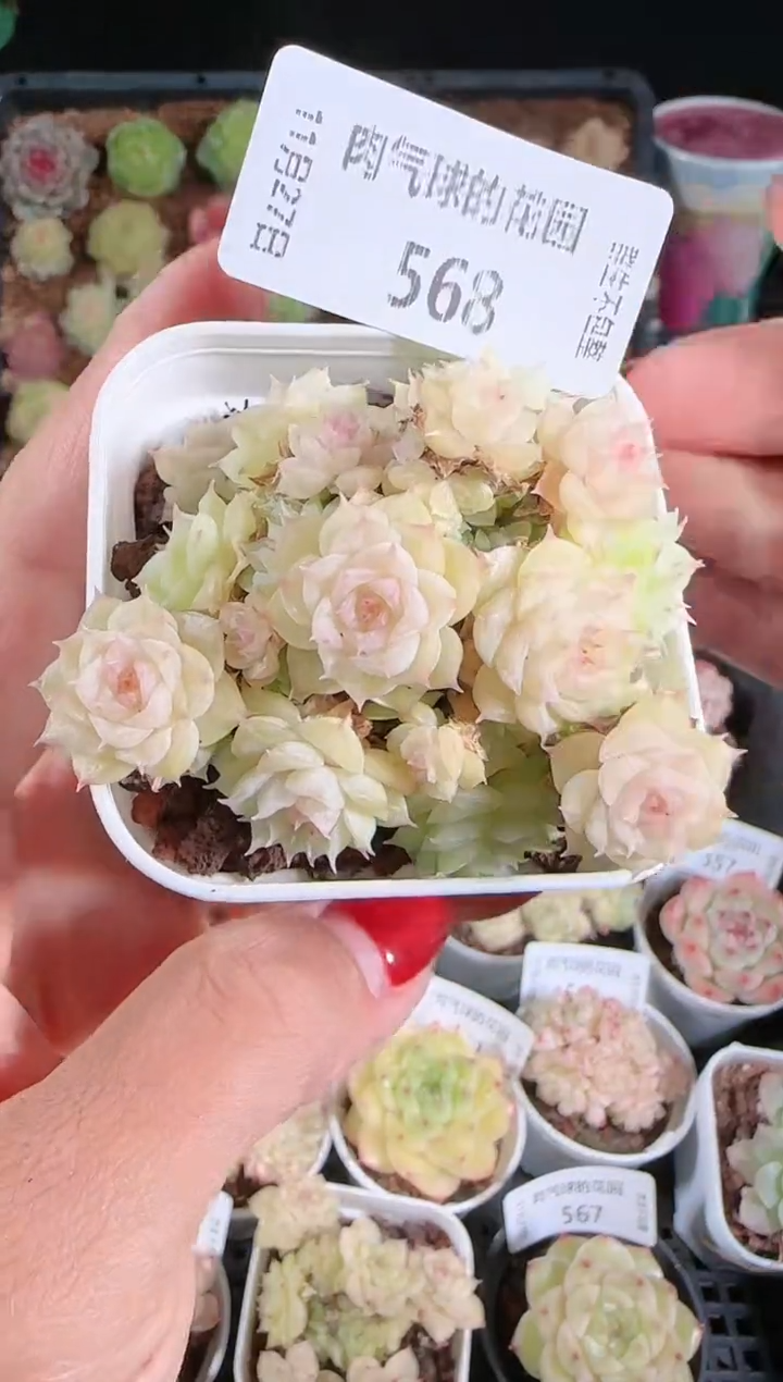 1127-568群生不包整