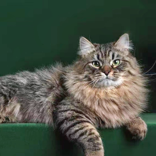 【树和猫】西伯利亚森林猫、缅因猫活体通用链接