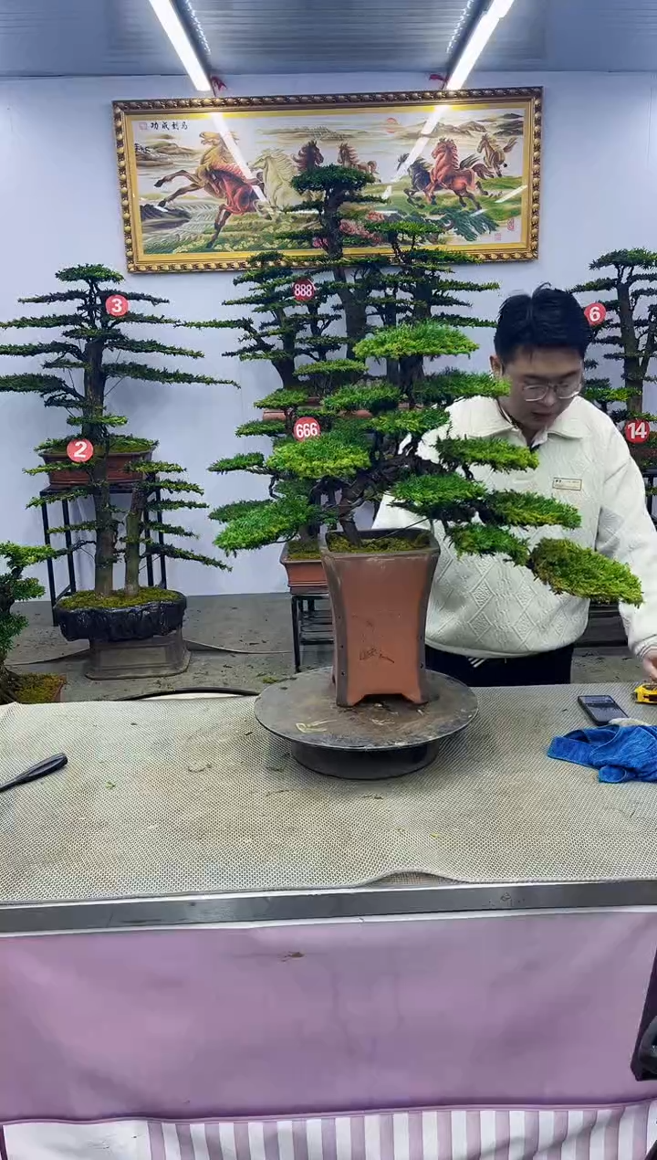 【闪购商品】八斗松/松类活物造型盆景，以直播间截图为啊啊啊啊