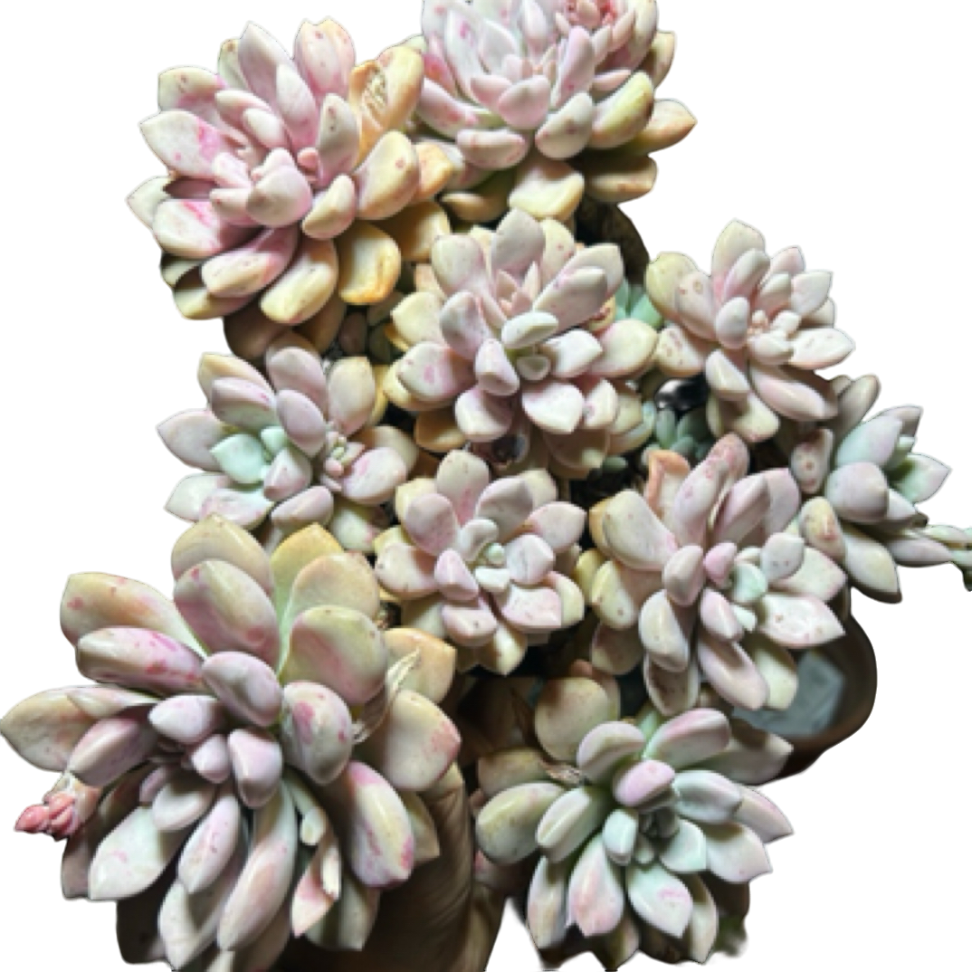 眼镜多肉（状态花斑鹿）整装老桩飘枝盆栽盆景多肉