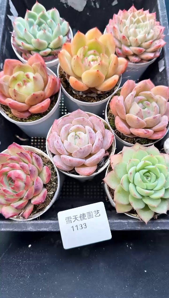 11  33   多肉8 颗 