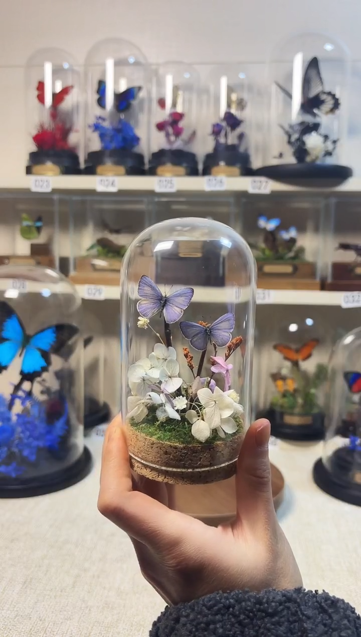 大自然的真实蝴蝶标本