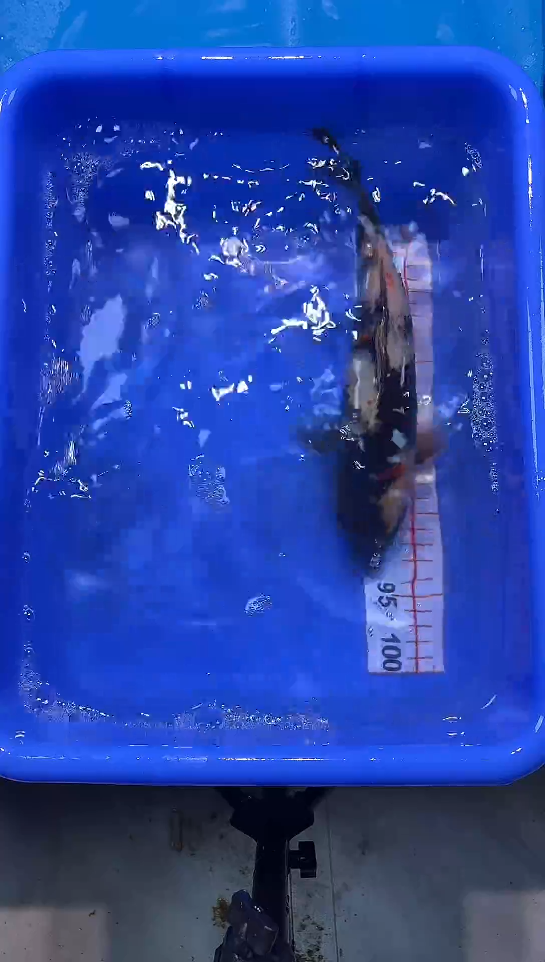 锦鲤2026-1-3汇鼎锦鲤----60