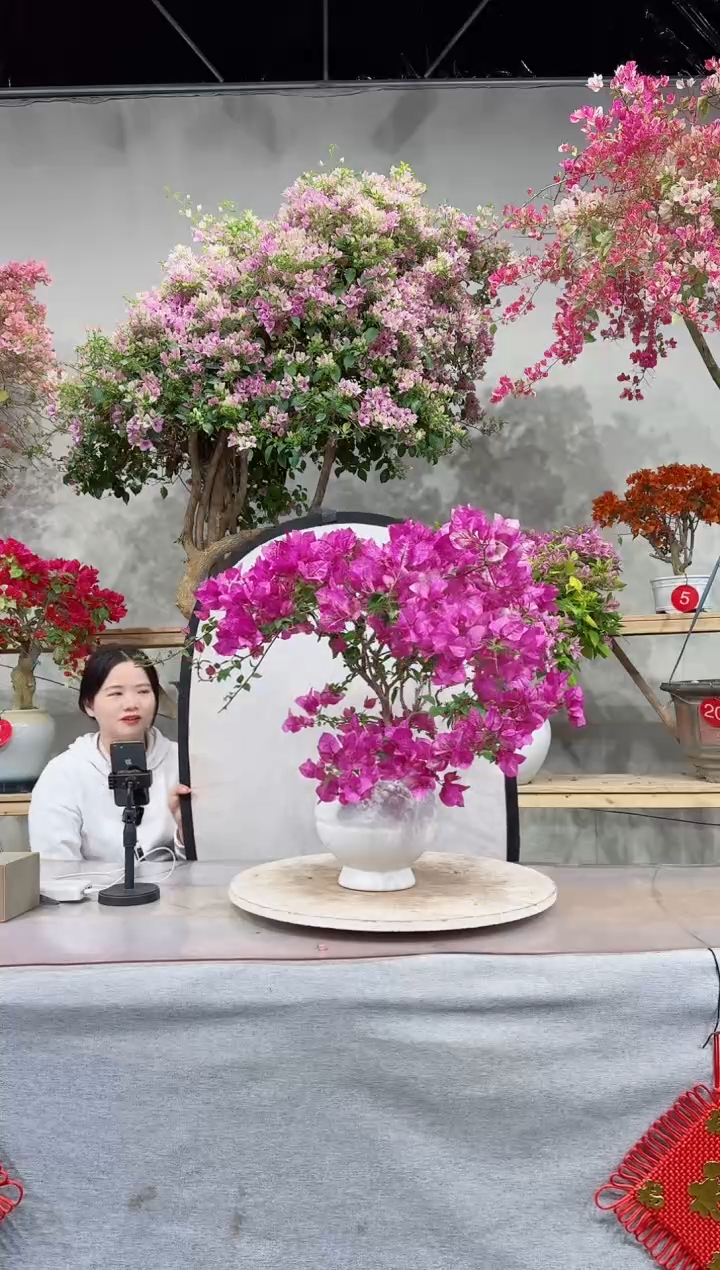 【闪购商品】盆景皇帝