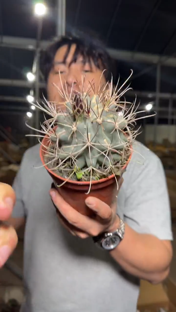 大号 黑罗刹【实生根】不指定带花苞