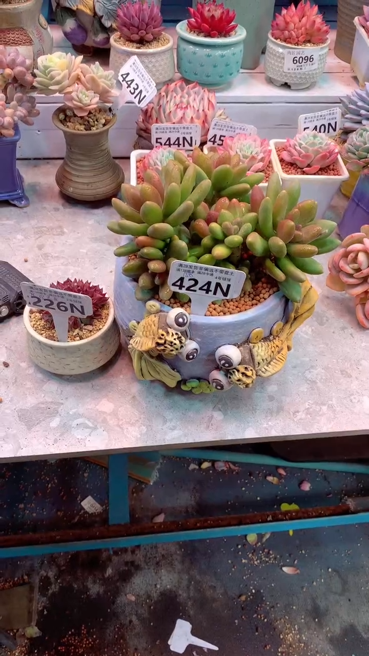 ?***?226N 和424N 两颗一起 