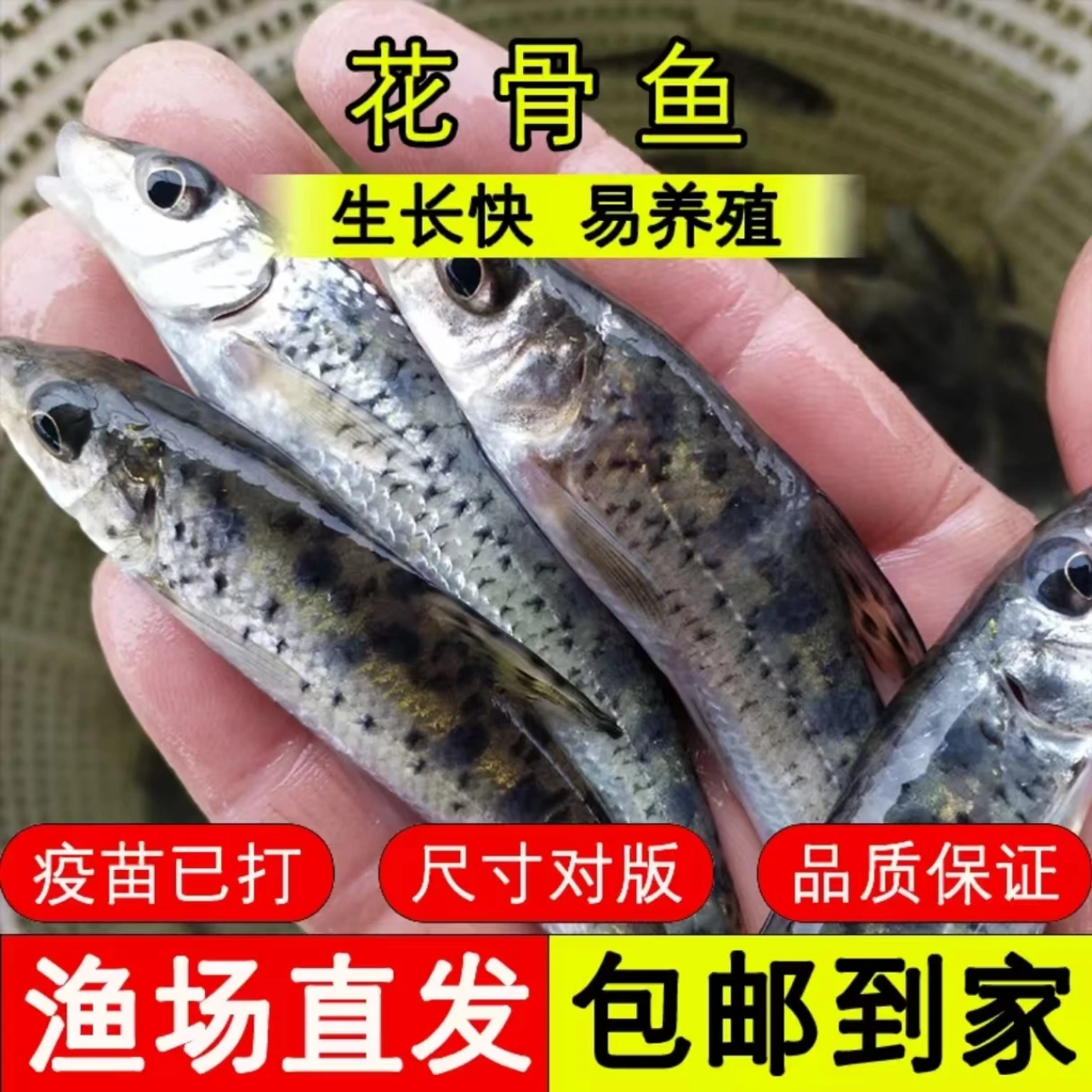 现捞现发 四川花骨鱼 生态养殖 渔场直发