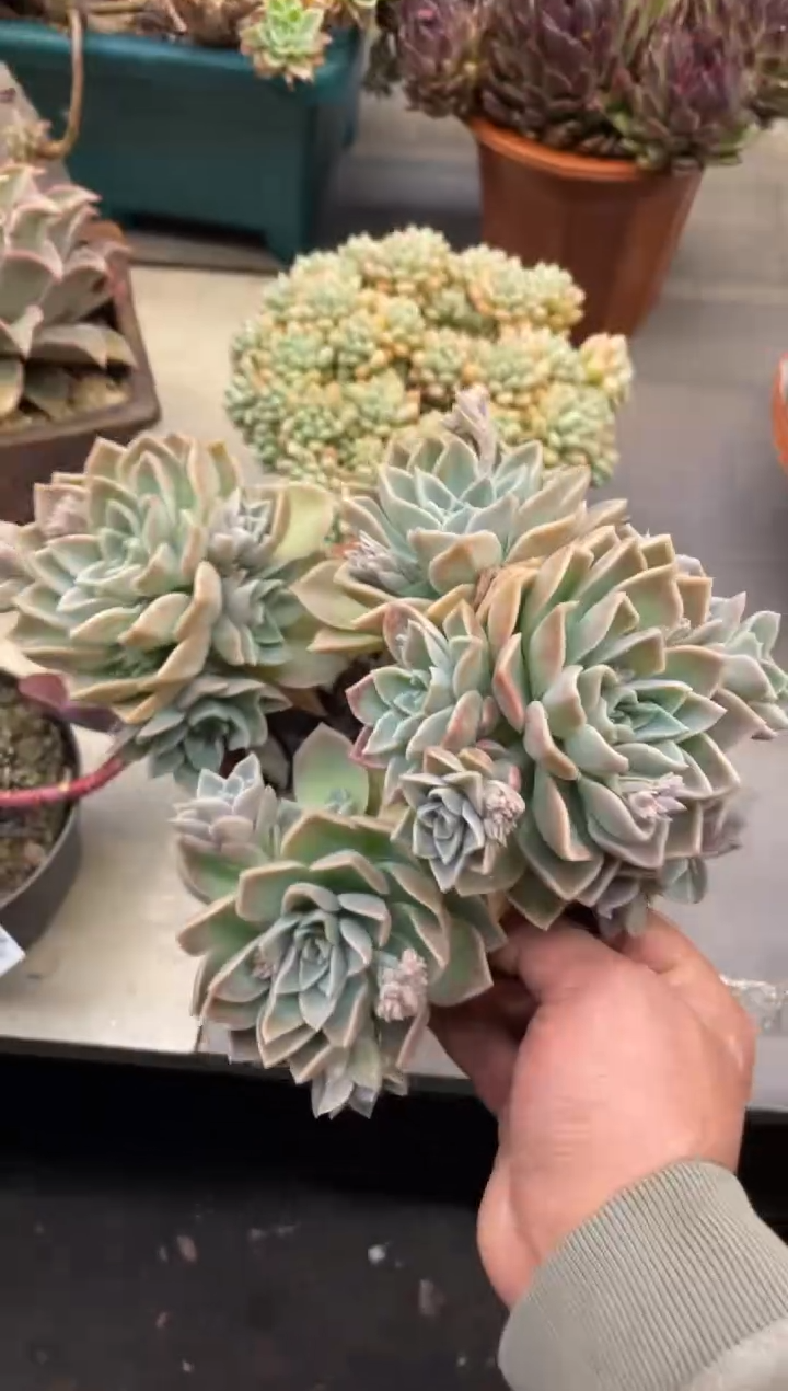 【闪购商品】97哈利