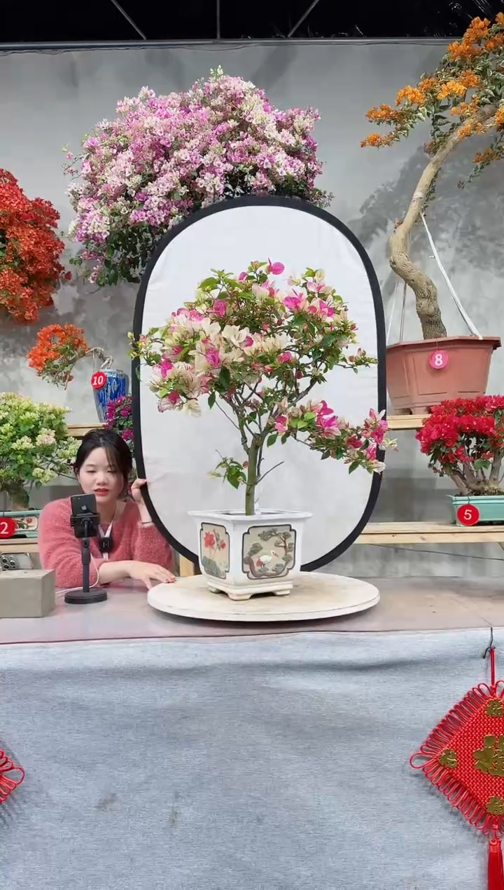 【闪购商品】盆景漳红樱