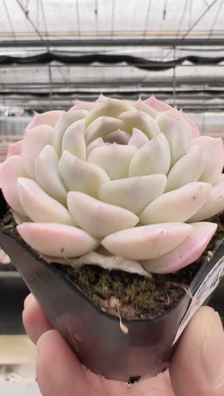 【闪购商品】福利款多肉-48