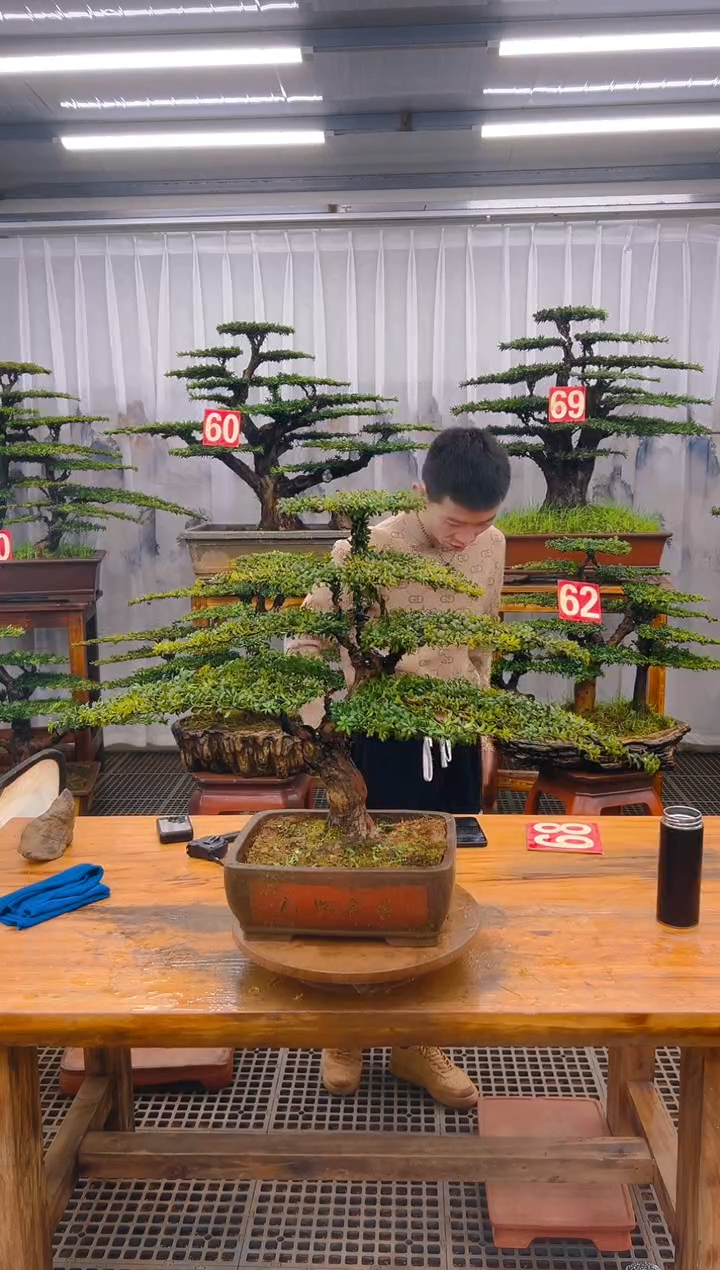 【闪购商品】紫砂精品盆景直播间一物一拍