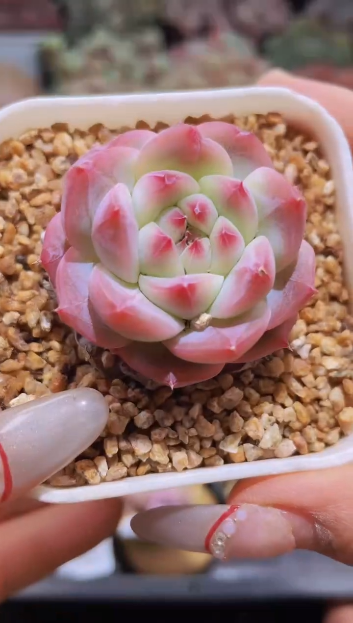 【闪购商品】095朱鹮