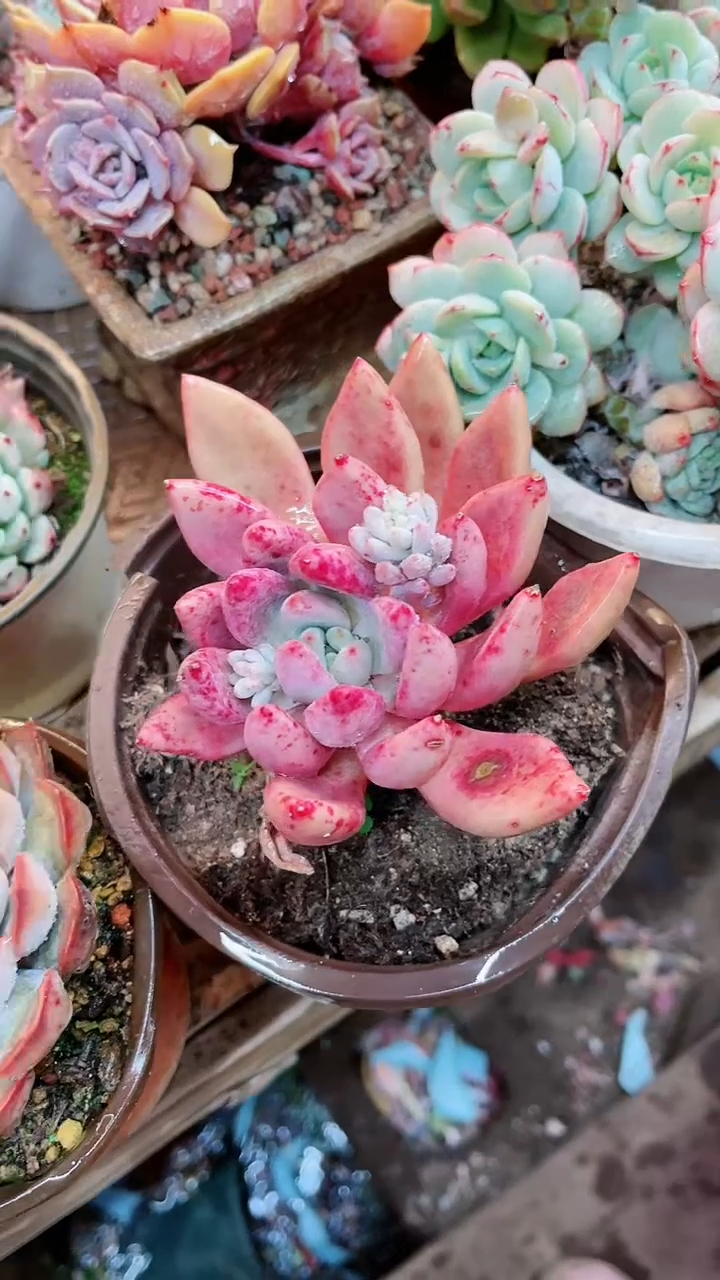 【闪购商品】16070