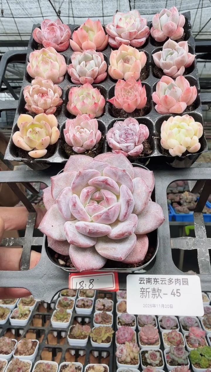 东云多肉园新款-45