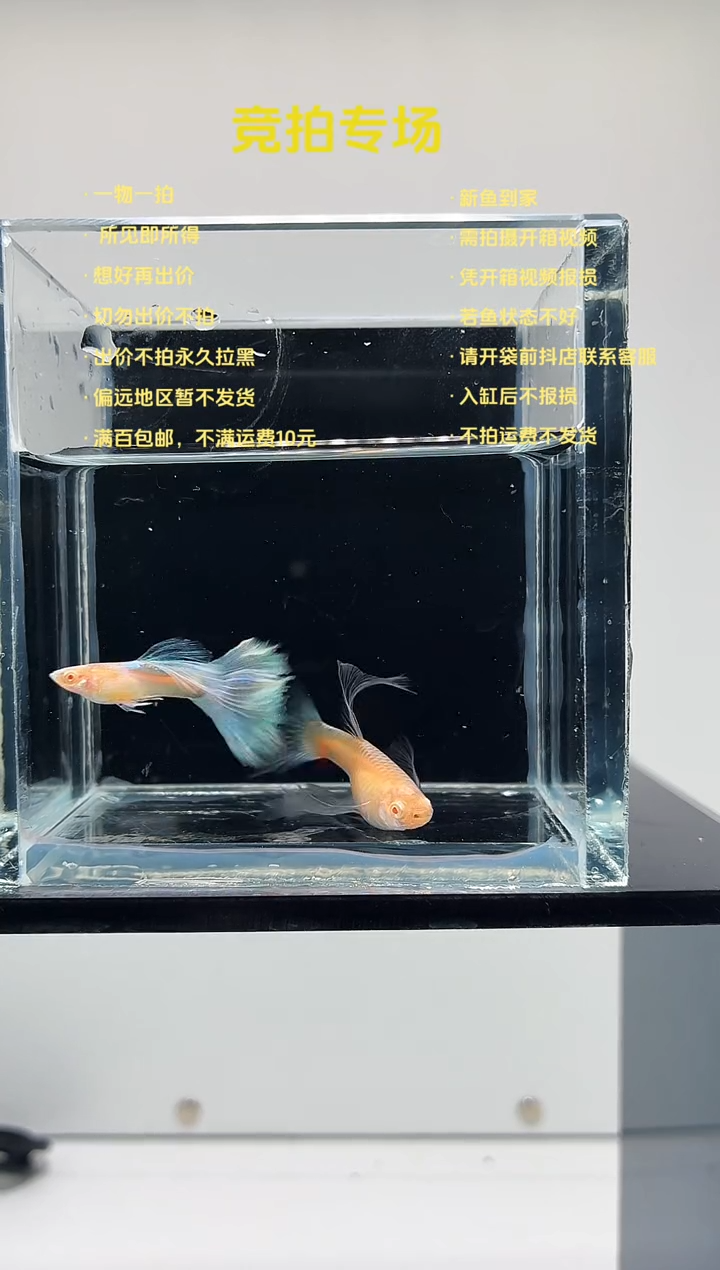 孔雀鱼蓝白绣球一对-36