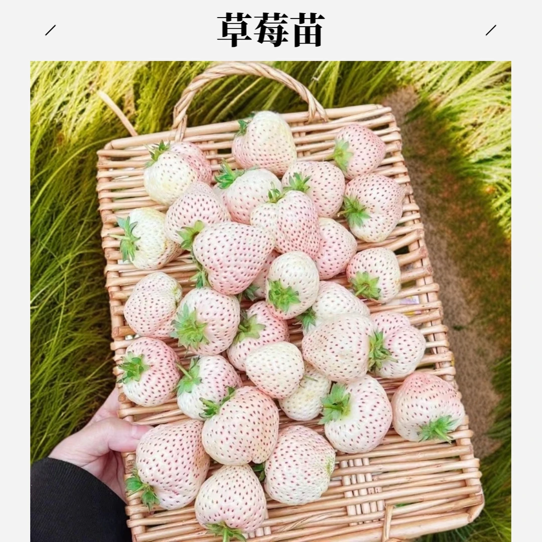 天使AE草苺苗盆栽带土带盆南北方露天阳台种植四季草莓苗当年结果