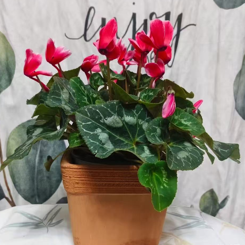 如意红F1带仙客来带花带花苞发货适合阳台室内的盆栽