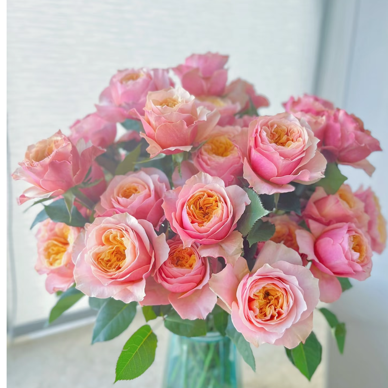 【云南鲜花】粉蝴蝶单头玫瑰  任意两单顺丰