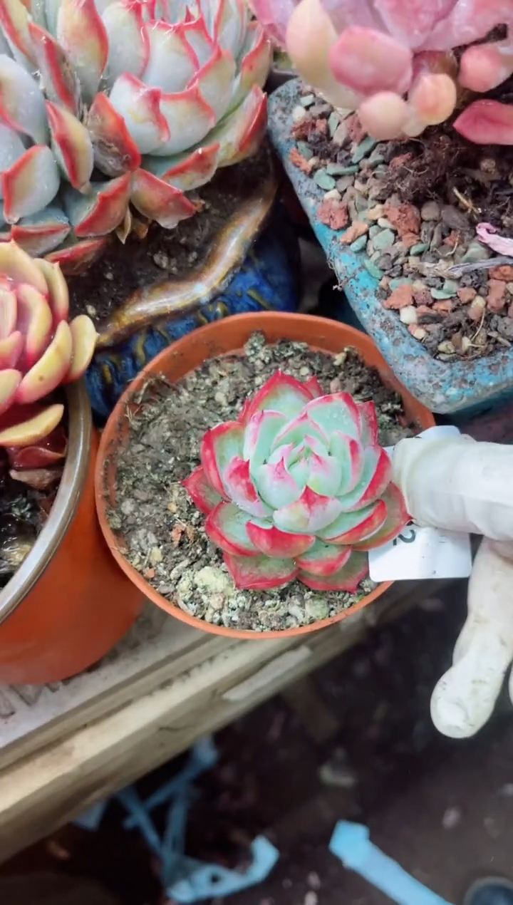 【闪购商品】11032