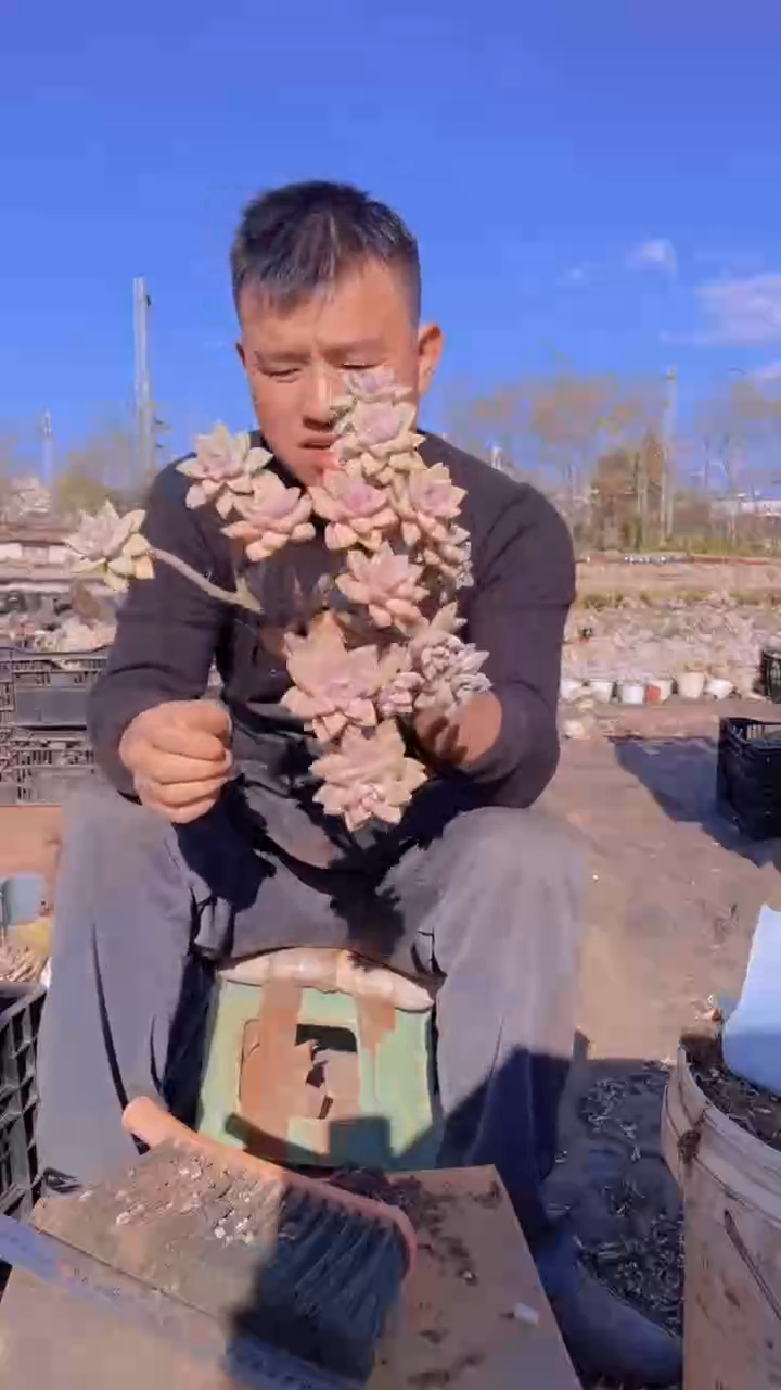 277淡雪缀化一物一拍