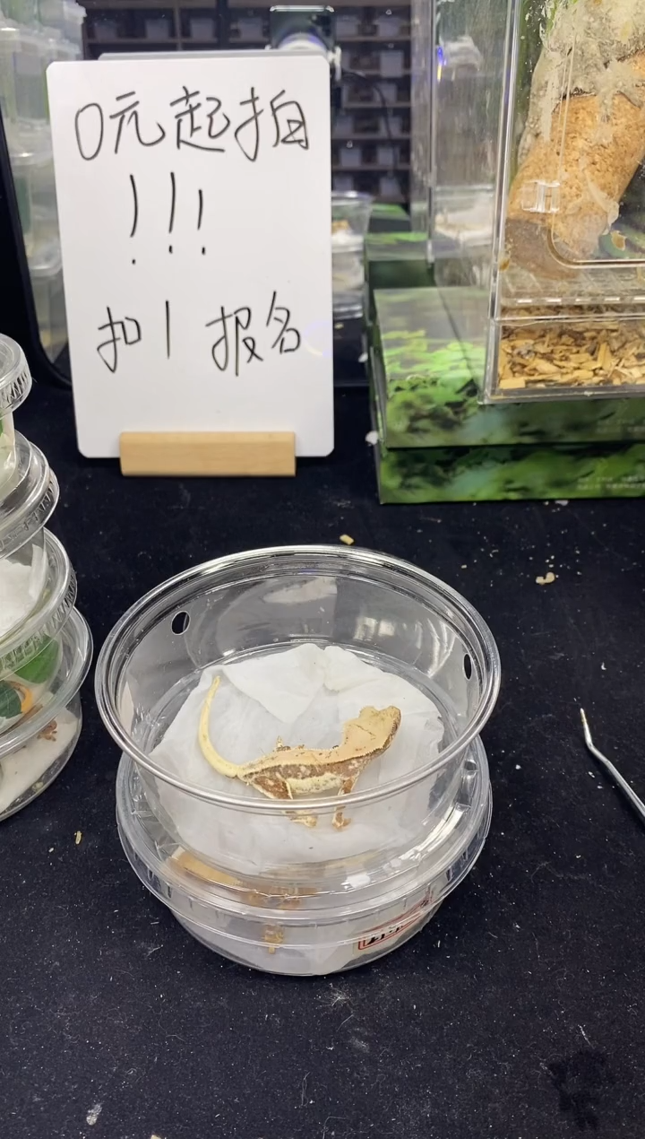 睫角守宫333333333