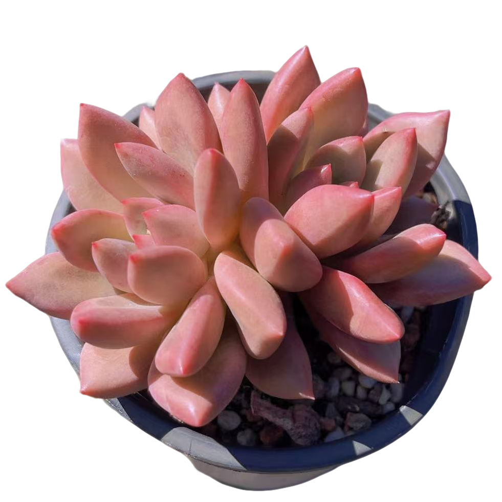 小星崽 双头仙贝多肉【满19包邮】