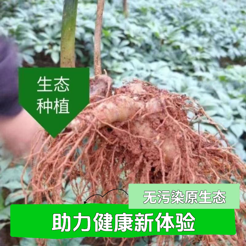 文山新鲜原生态种植现挖现发真空包装泡酒切片云南文山三七