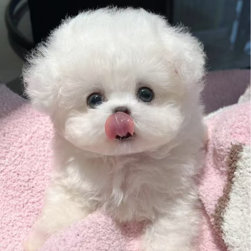 【威姐B】宠物活体幼体保障链接小狗小型犬