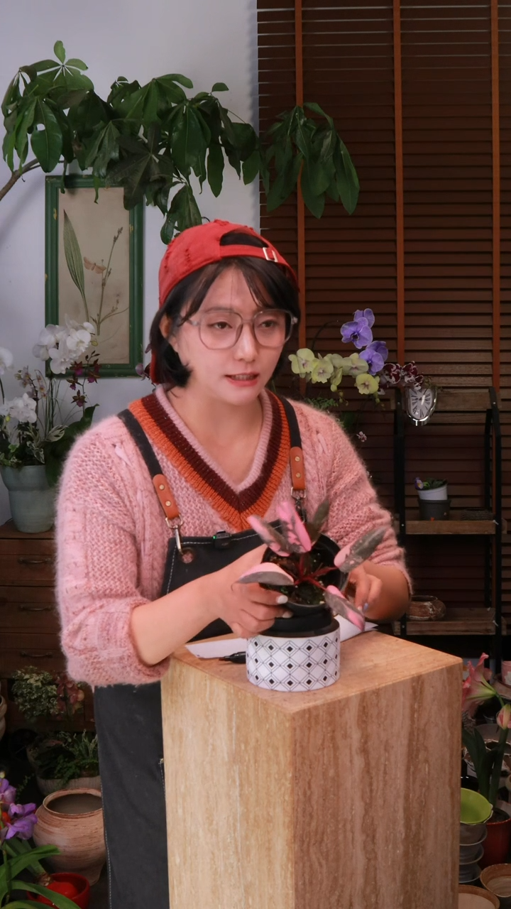 无花朵 粉公主 带盆 顺丰包邮