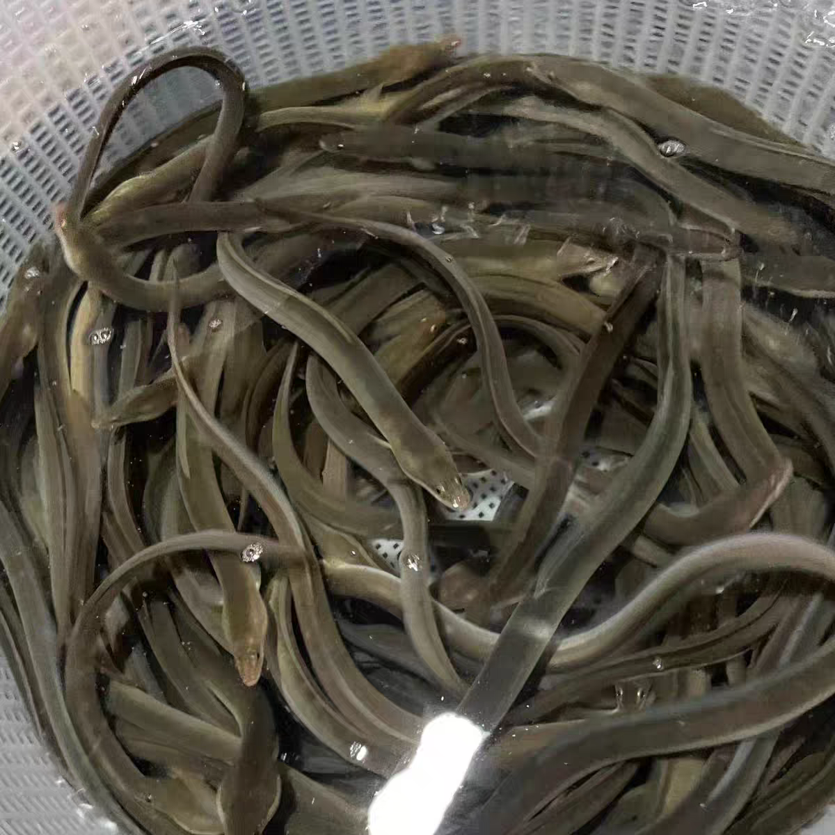 淡水鳗鱼苗耐活易长大鳗鱼苗河鳗人工繁殖鳗鱼苗