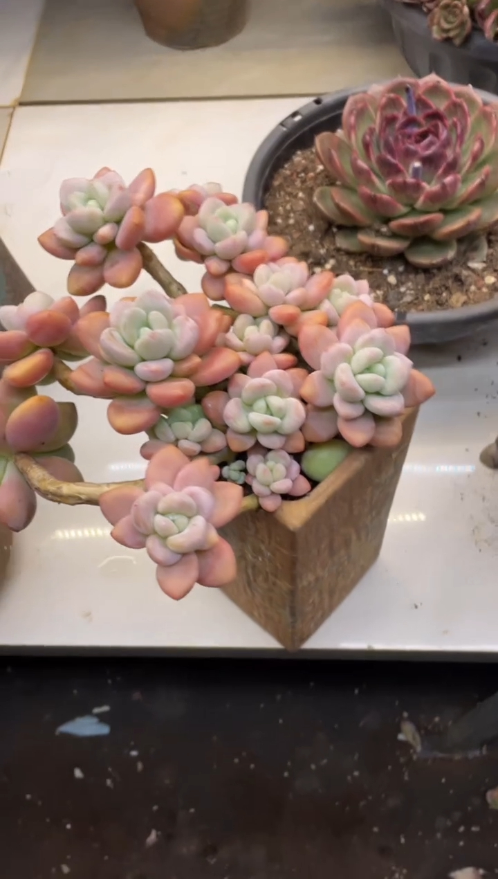 【闪购商品】326洛神