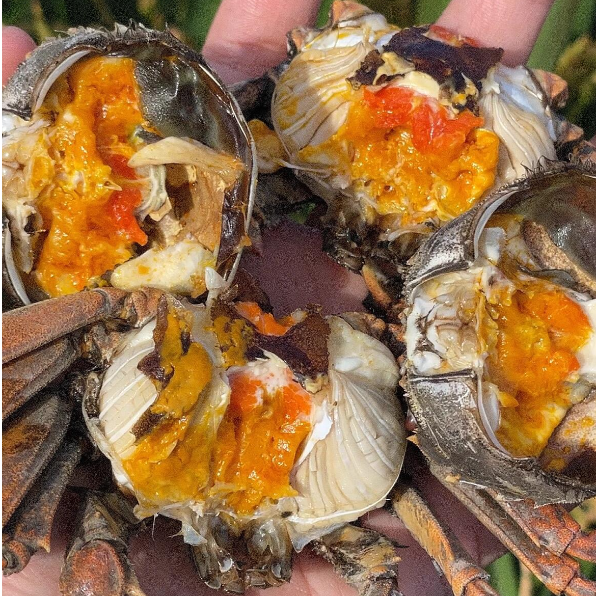 【活蟹】盘锦稻田蟹0.9-1.2两2斤/3斤装母蟹 顺丰发货