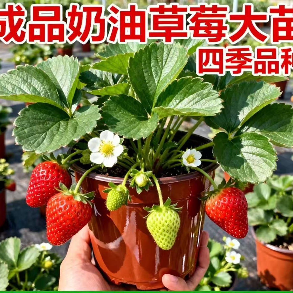 【草莓带花带小青果】奶油红颜草莓原盆原土阳台庭院种植