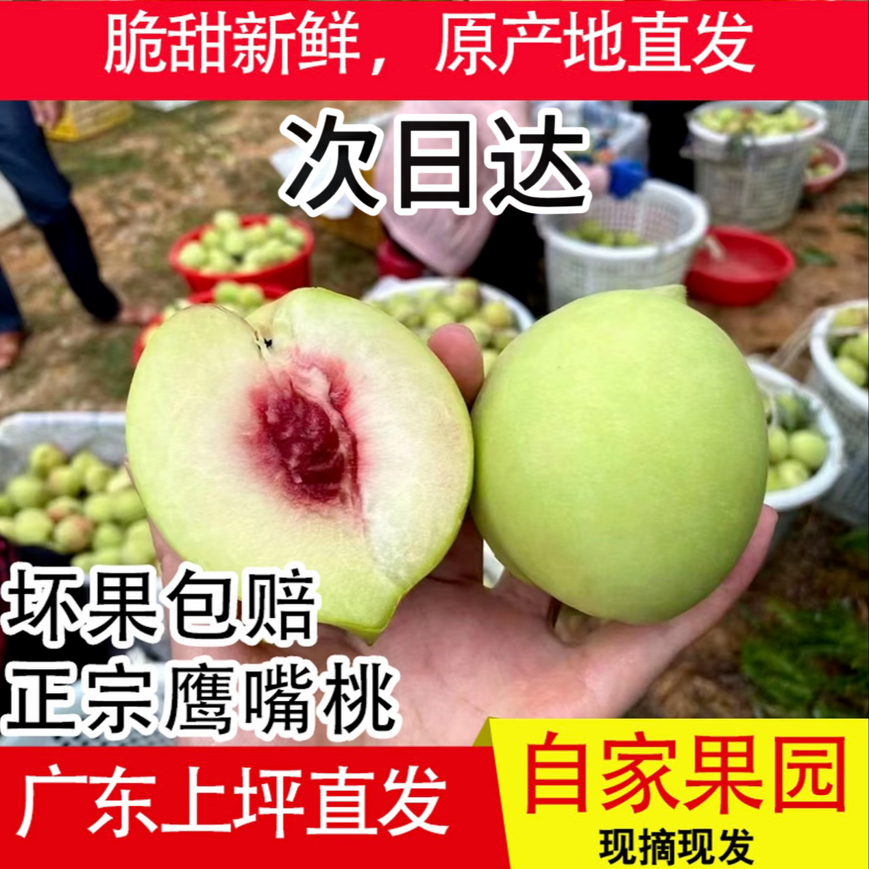 正宗河源连平鹰嘴桃头茬当季新鲜孕妇水果纯甜无酸脆软两吃当天现摘原产直发五斤广东桃子整箱包邮到家广东省
