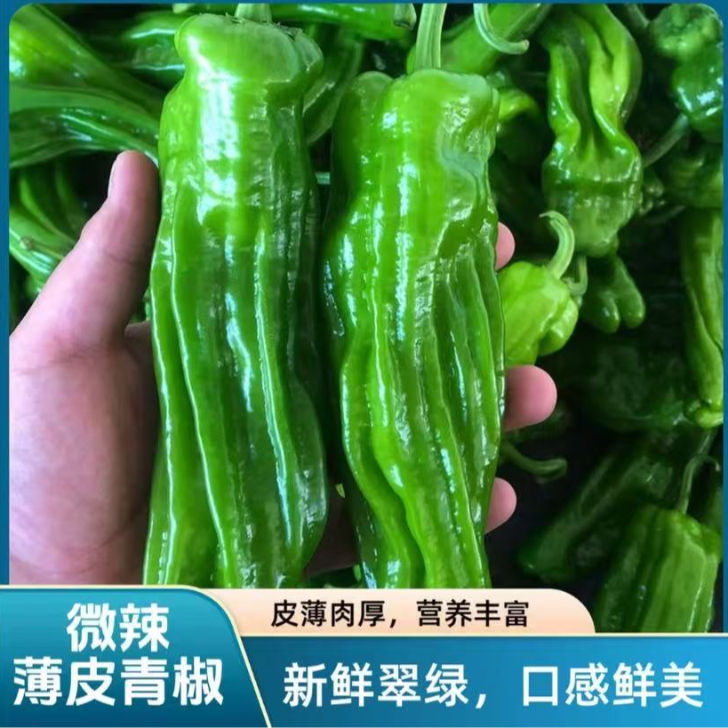 【净重5斤装】青辣椒薄皮辣椒新鲜采摘不辣虎皮青椒芜湖椒