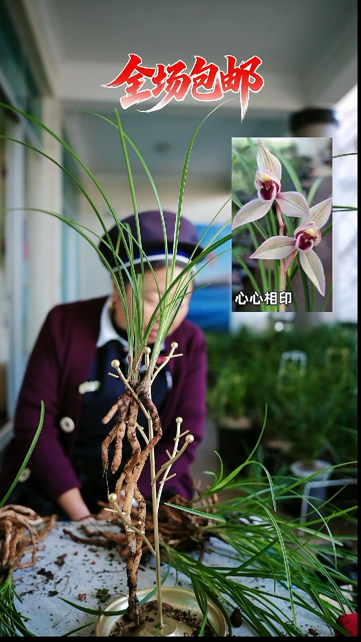 当前无花栽培后可以开花心心相印