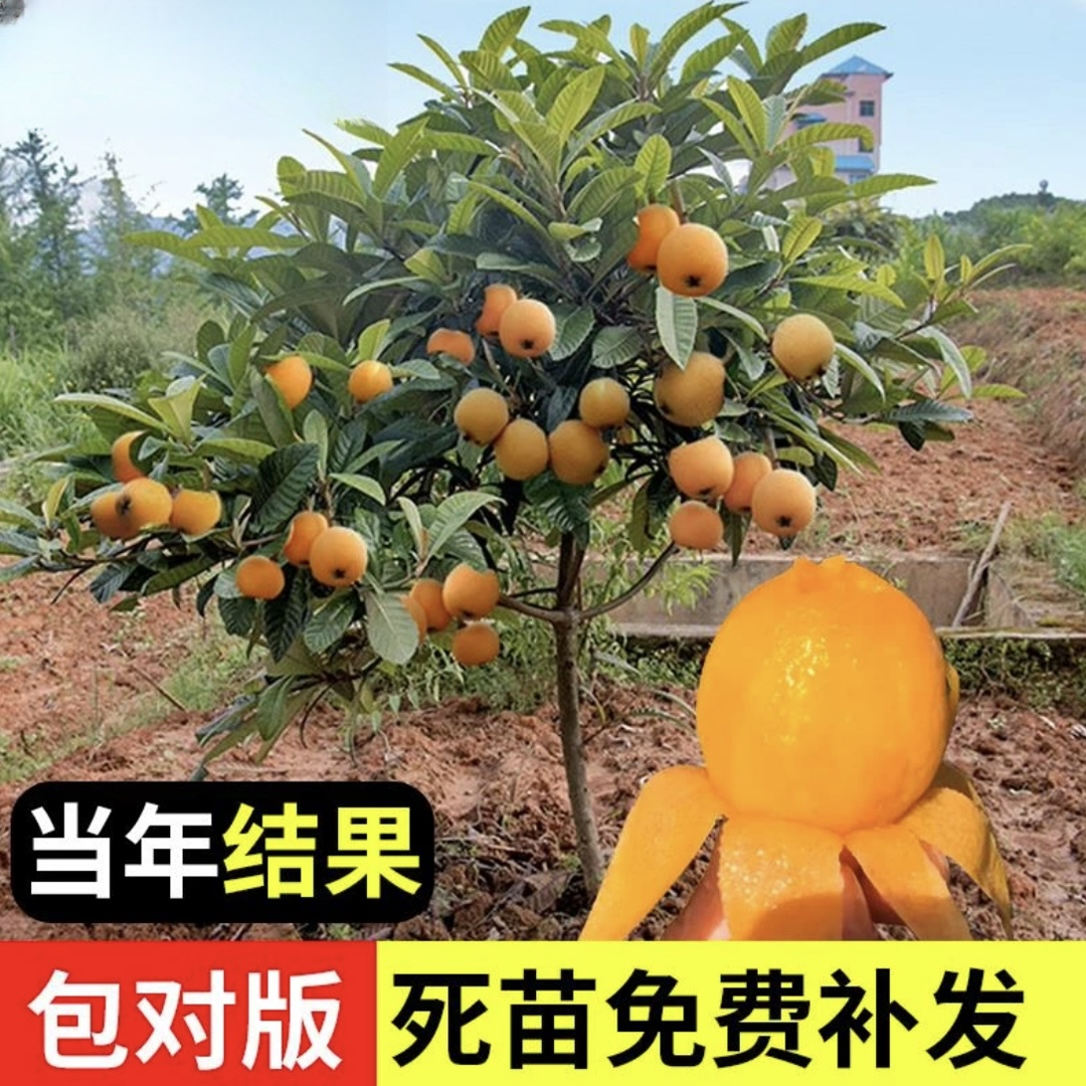 枇杷果苗无核砂糖枇杷苗无核枇杷树苗嫁接盆栽特大庭种植当年结果