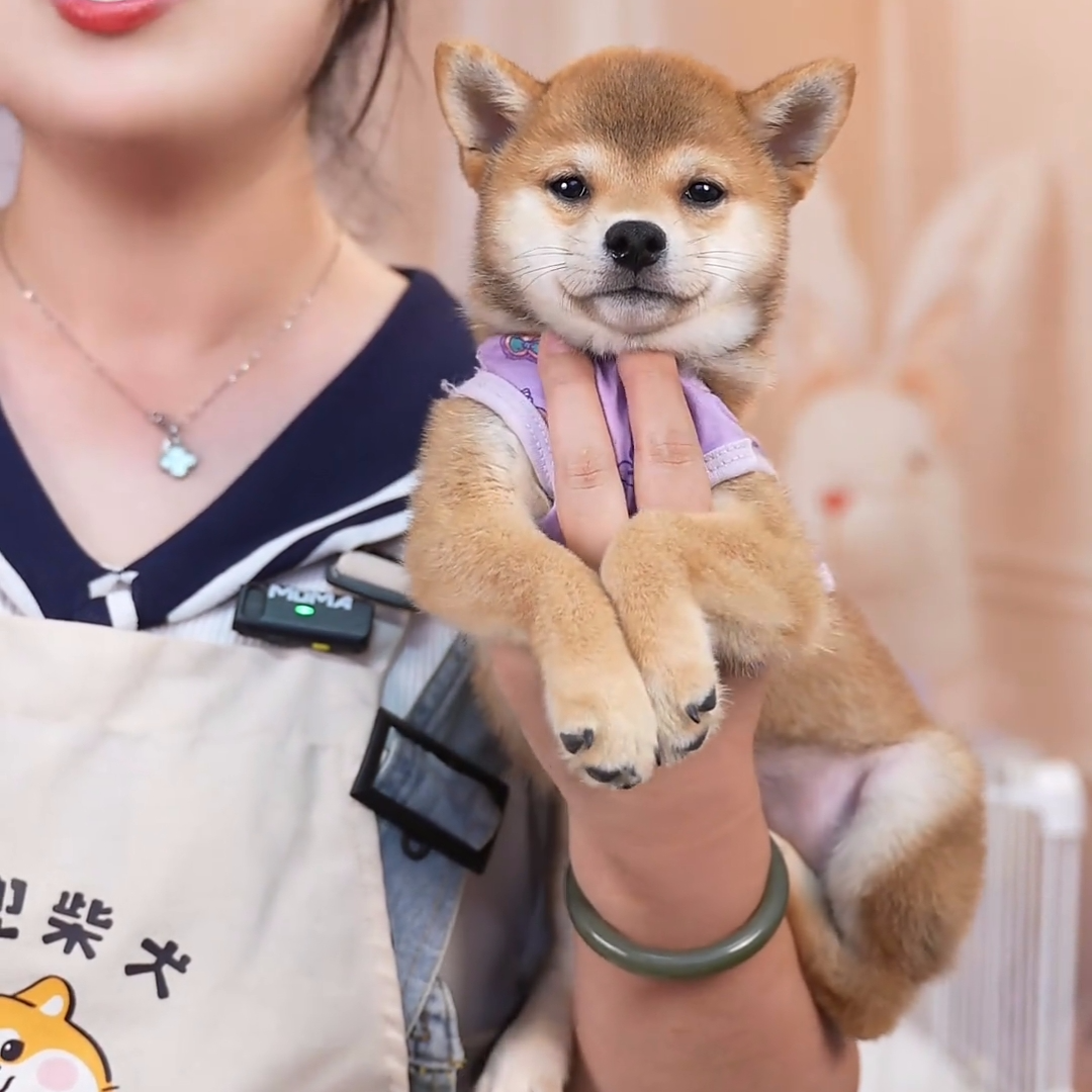 【微笑老妹】黑柴赤柴白柴豆柴纯种双血统幼犬家庭伴侣