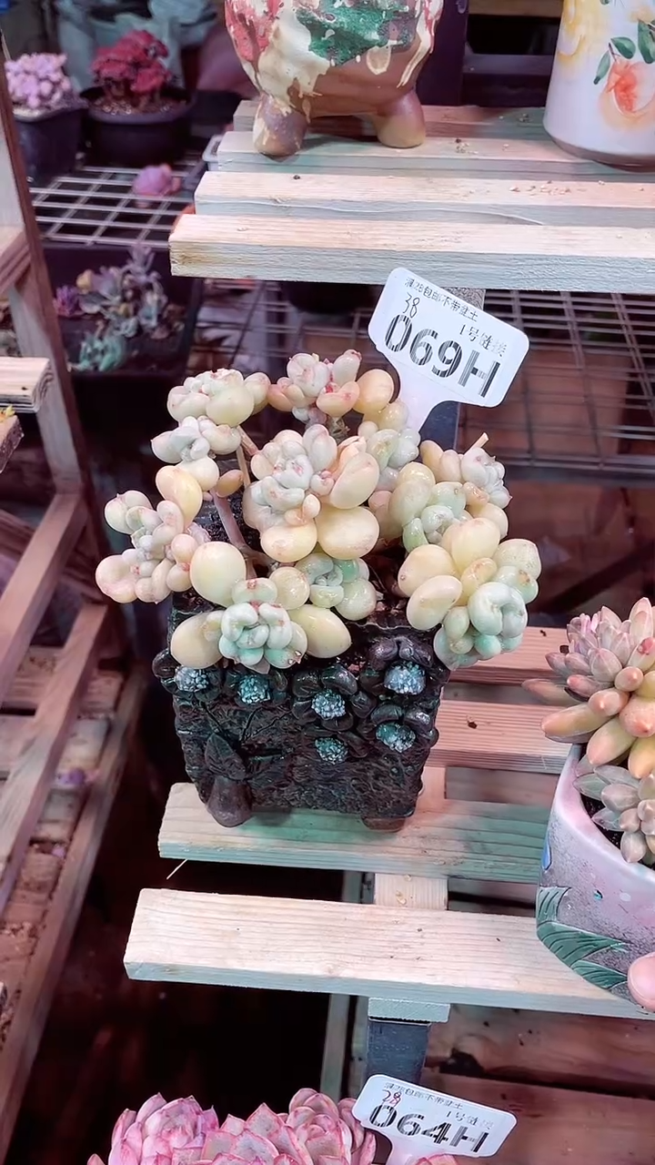 【闪购商品】069HHH