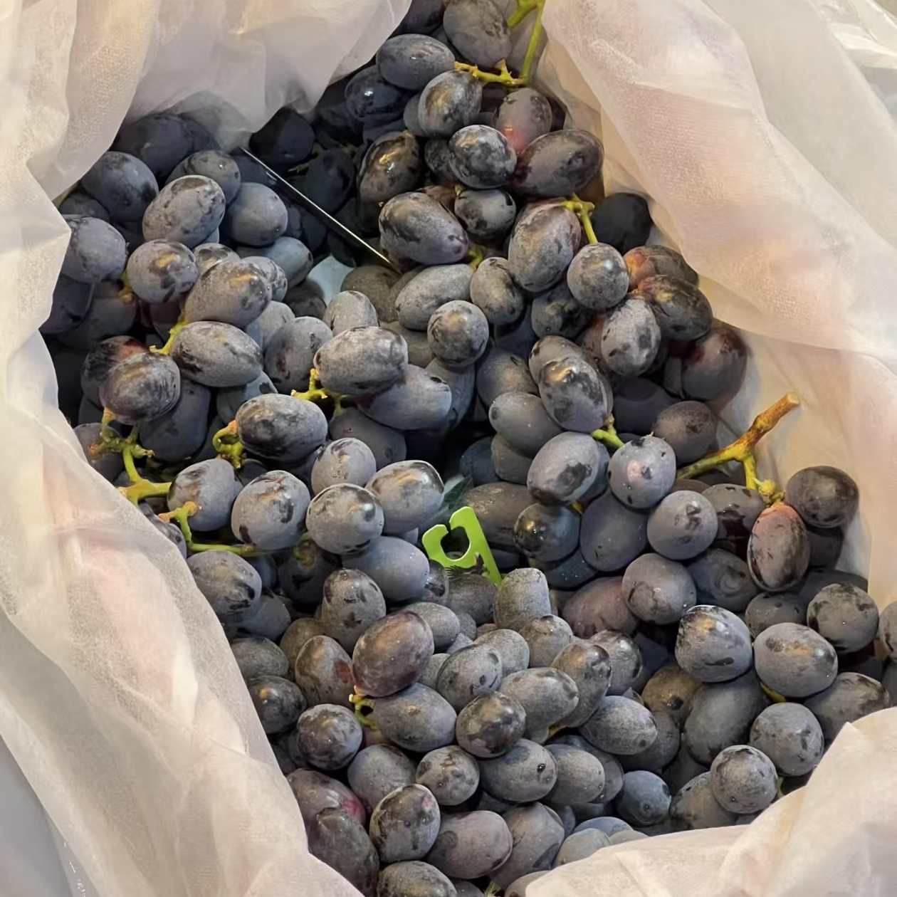 黑玫瑰葡萄净重约6.5斤包邮。细枝不绿介意慎拍