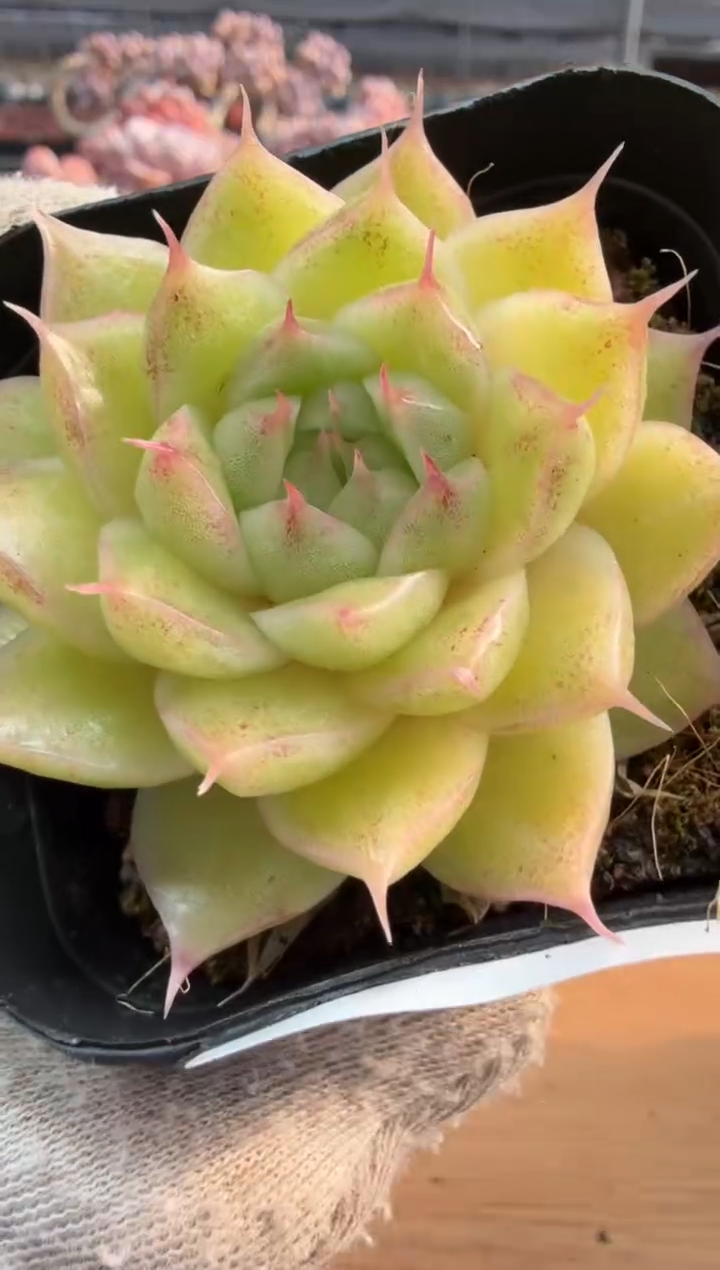 东云多肉园三店-85